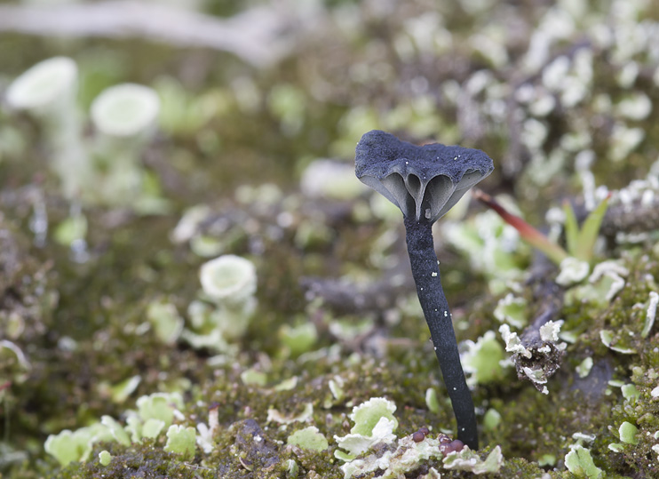 Arrhenia chlorocyanea